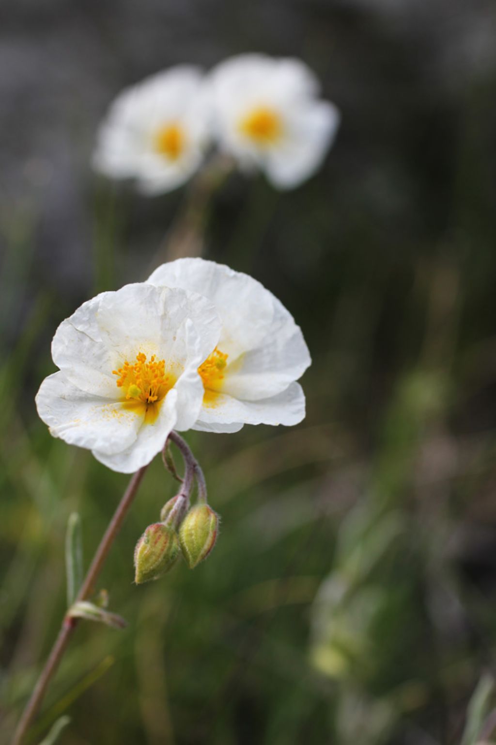 Helianthemum apenninum